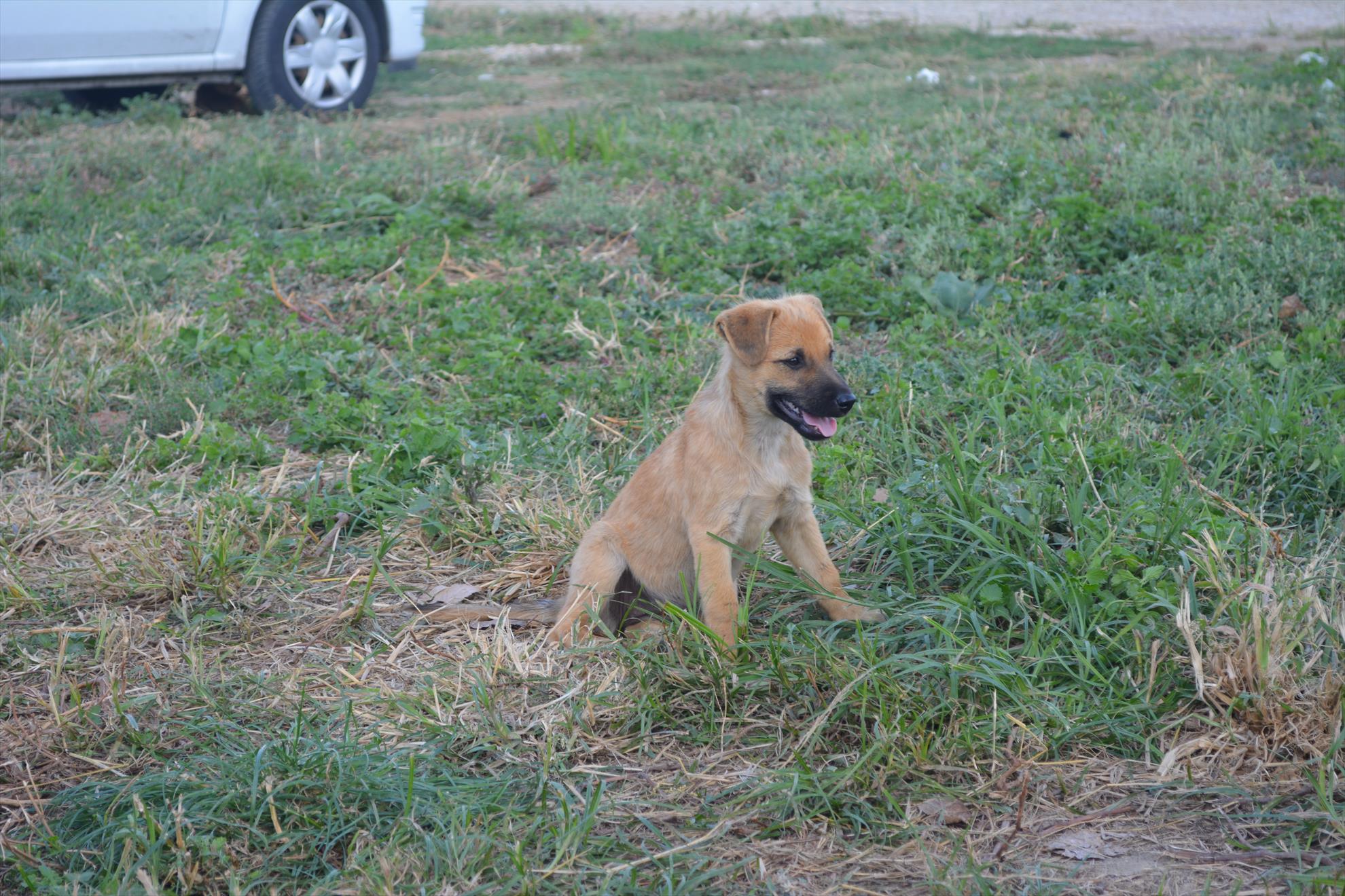 Hermes Peris 13.09.2014 - dsc0191.JPG